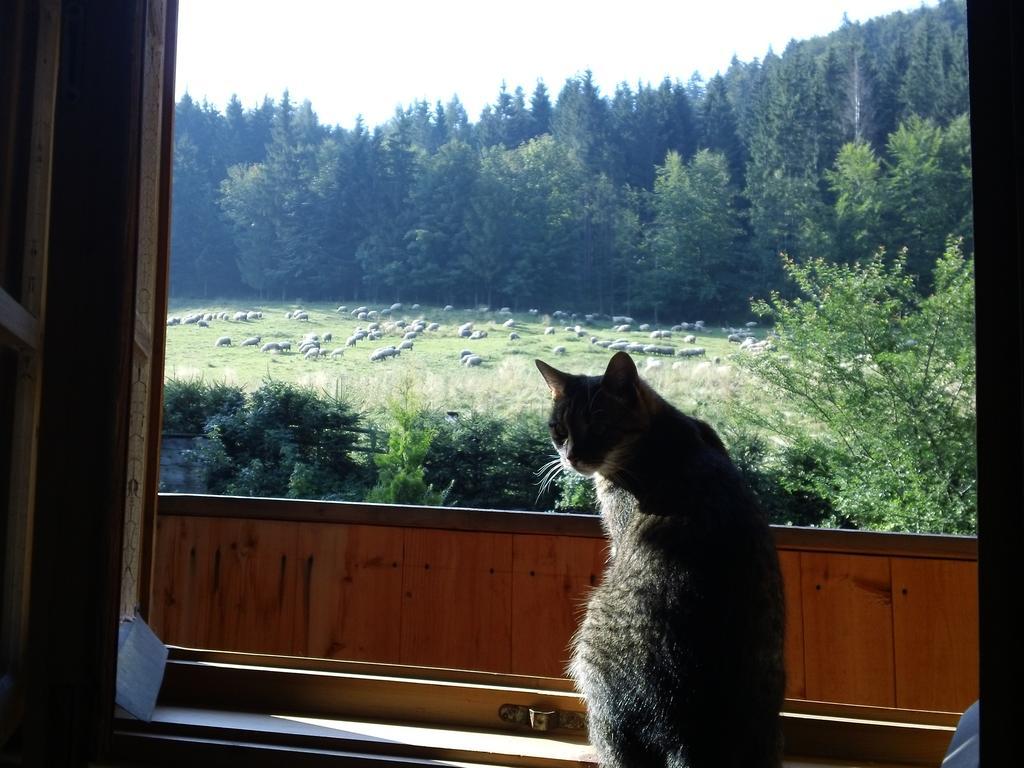 Wynajem Pokoi-Willa Pod Smrekami Zakopane Bagian luar foto